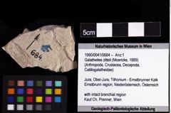 Foto (Objket + Etiketten) von Galatheites zitteli (Moericke, 1889) 